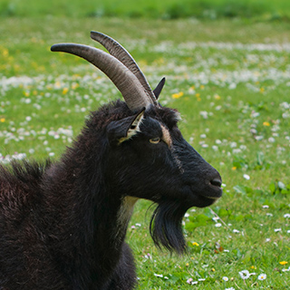 Exmoor - Valley of the Rocks - Wild goat